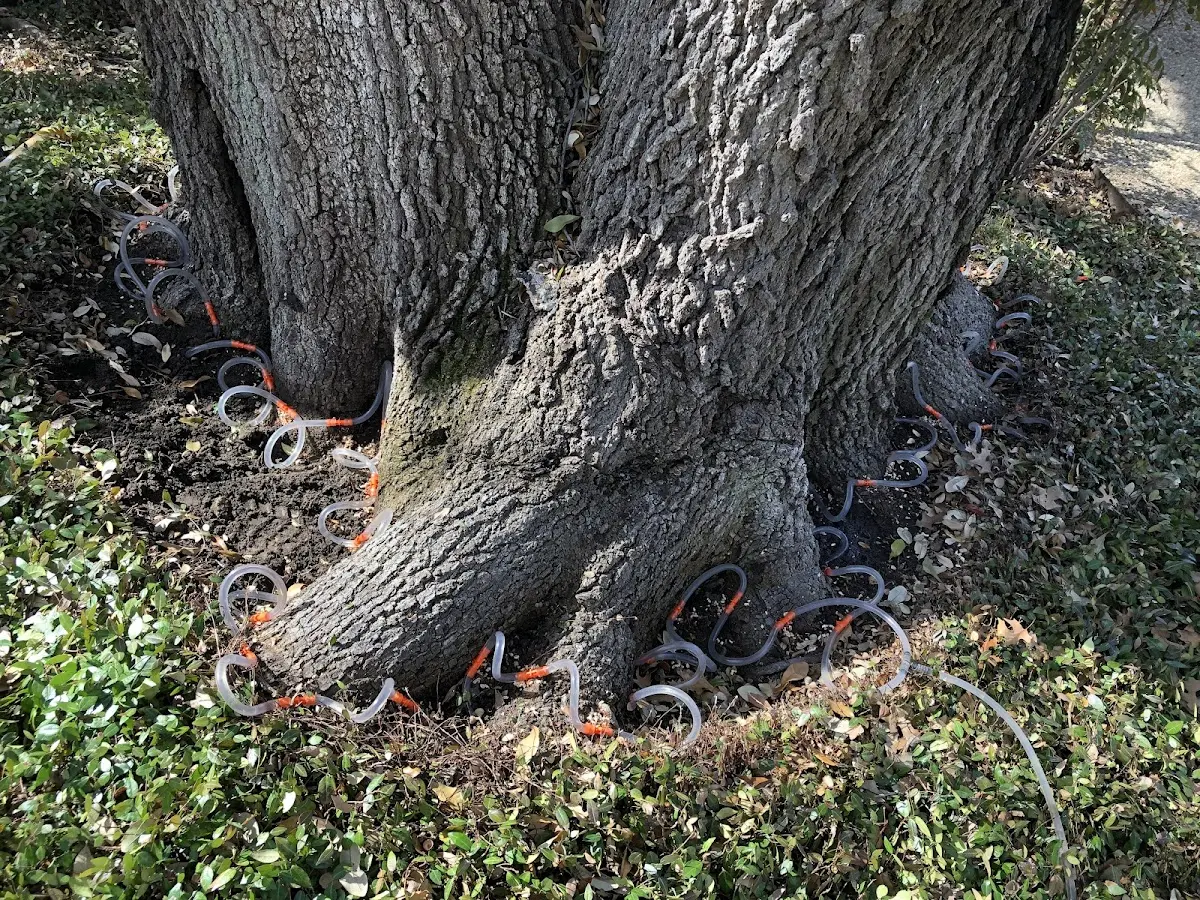 Detailed Tree Cabling and Bracing job site in Saint Ignatius