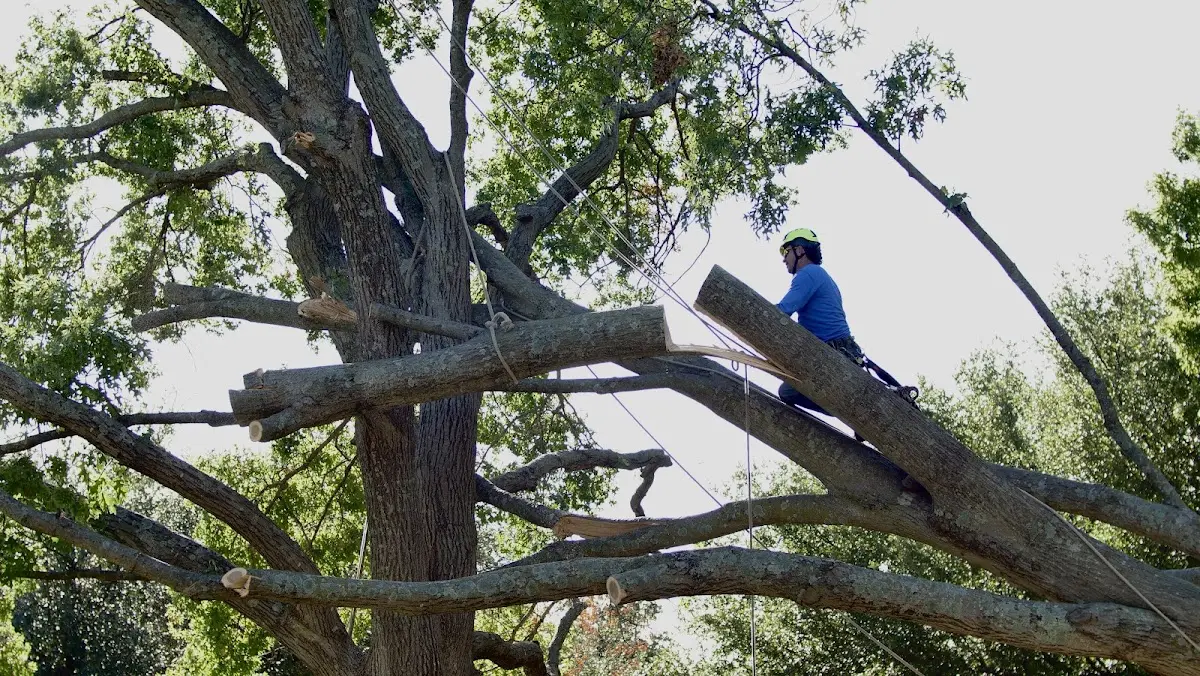 Professional Crown Thinning performed by certified arborists in Saint Ignatius